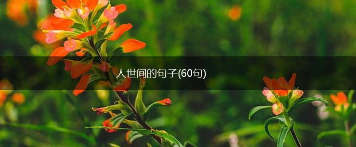 人世间的句子(60句),第1张