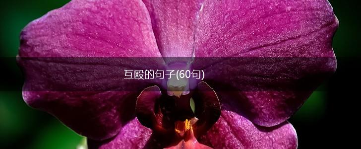 互殴的句子(60句),第1张