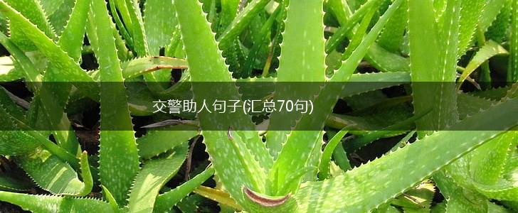 交警助人句子(汇总70句),第1张