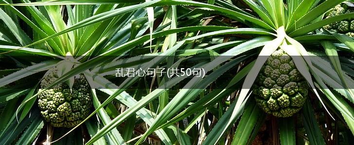乱君心句子(共50句),第1张