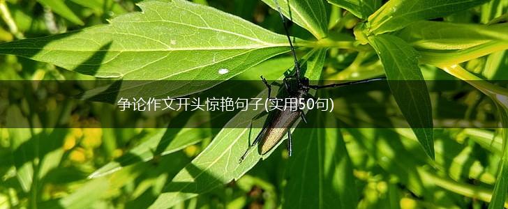 争论作文开头惊艳句子(实用50句),第1张