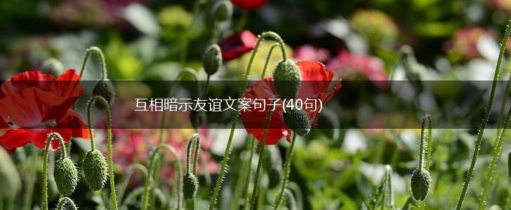 互相暗示友谊文案句子(40句),第1张