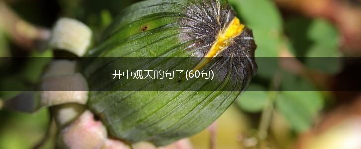 井中观天的句子(60句),第1张