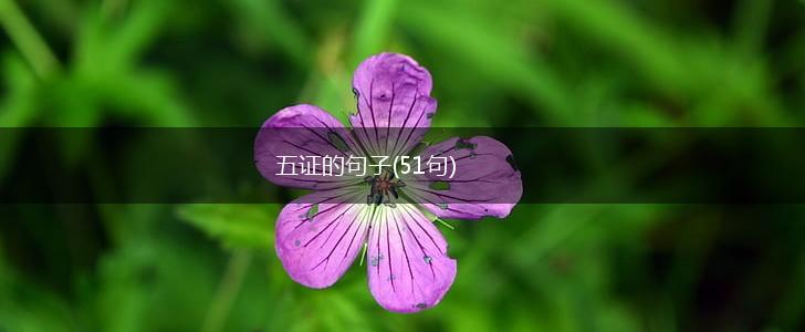 五证的句子(51句),第1张