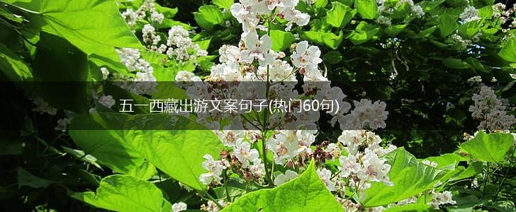 五一西藏出游文案句子(热门60句),第1张