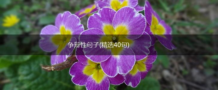 争辩性句子(精选40句),第1张