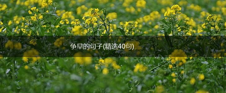 争早的句子(精选40句),第1张