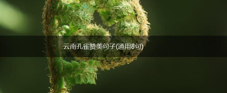 云南孔雀赞美句子(通用8句),第1张