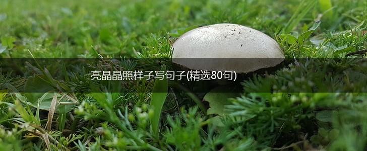亮晶晶照样子写句子(精选80句),第1张