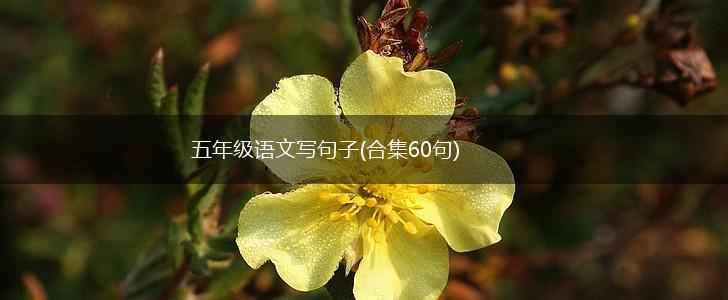 五年级语文写句子(合集60句),第1张