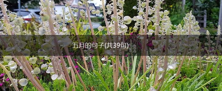 五月的句子(共39句),第1张