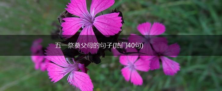 五一祭奠父母的句子(热门40句),第1张