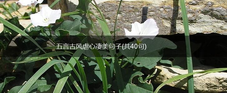五言古风虐心凄美句子(共40句),第1张