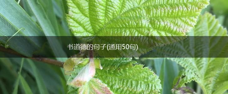 书道德的句子(通用50句),第1张