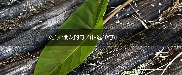 交真心朋友的句子(精选40句),第1张