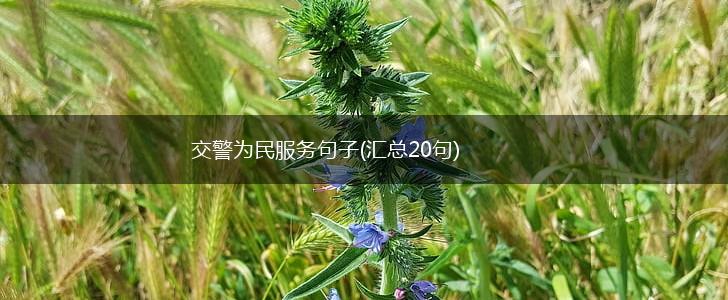 交警为民服务句子(汇总20句),第1张