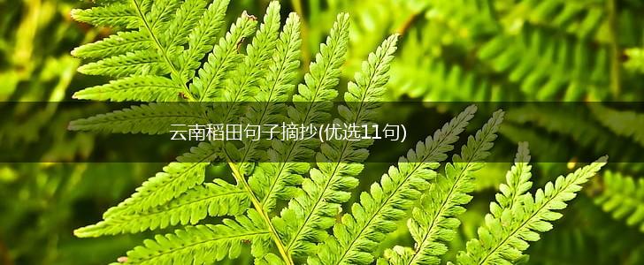 云南稻田句子摘抄(优选11句),第1张