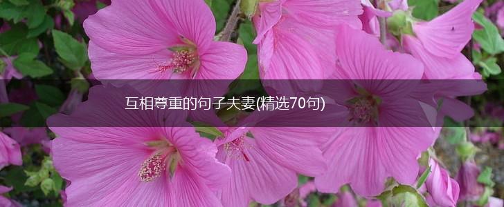 互相尊重的句子夫妻(精选70句),第1张