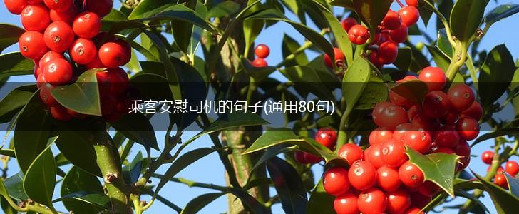 乘客安慰司机的句子(通用80句),第1张