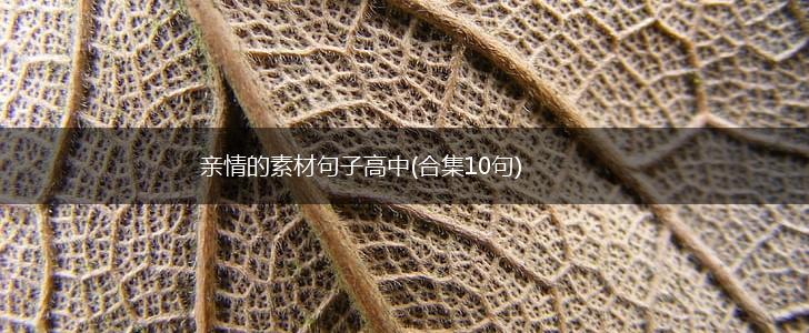 亲情的素材句子高中(合集10句),第1张