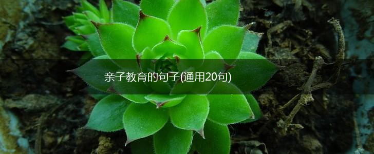 亲子教育的句子(通用20句),第1张