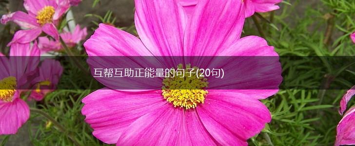 互帮互助正能量的句子(20句),第1张 互帮互助正能量的句子(20句),第1张