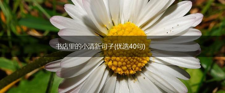 书店里的小清新句子(优选40句),第1张