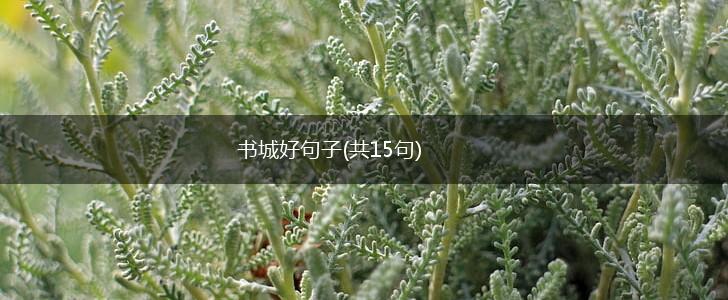 书城好句子(共15句),第1张