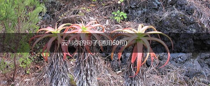 云与你的句子(通用60句),第1张
