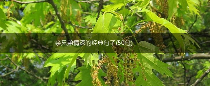 亲兄弟情深的经典句子(50句),第1张