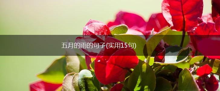 五月的雨的句子(实用15句),第1张