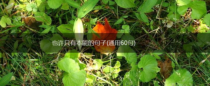 也许只有本能的句子(通用60句),第1张