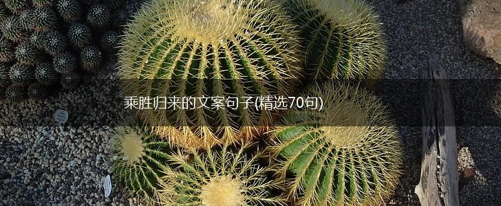 乘胜归来的文案句子(精选70句),第1张 乘胜归来的文案句子(精选70句),第1张