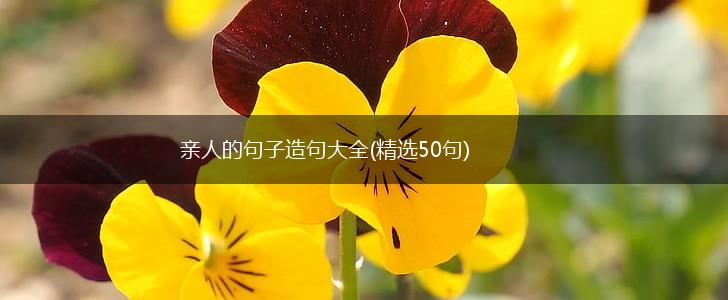 亲人的句子造句大全(精选50句),第1张