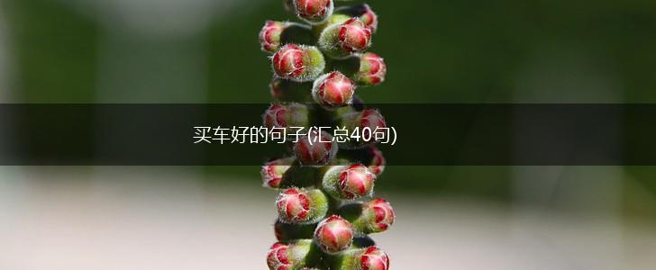 买车好的句子(汇总40句),第1张