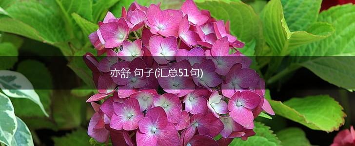 亦舒 句子(汇总51句),第1张