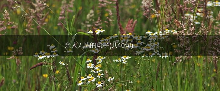 亲人无情的句子(共40句),第1张