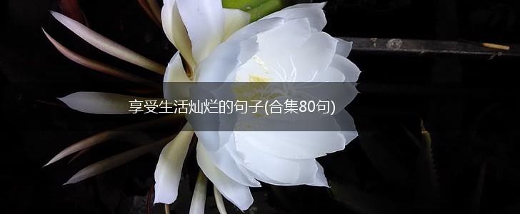 享受生活灿烂的句子(合集80句),第1张