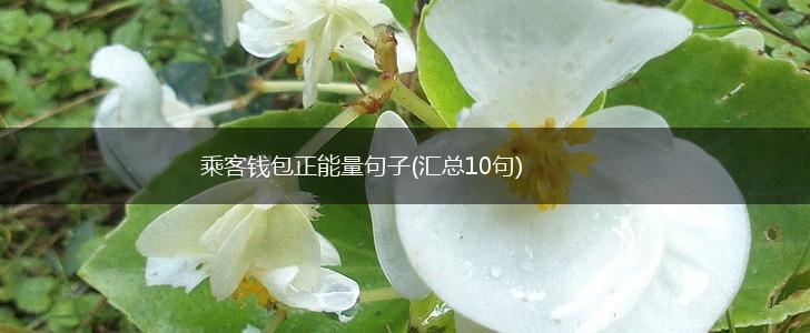 乘客钱包正能量句子(汇总10句),第1张