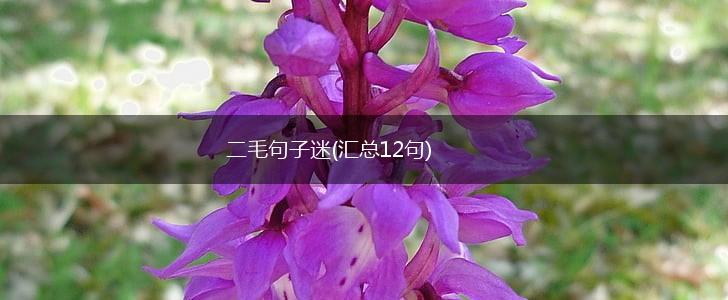 二毛句子迷(汇总12句),第1张