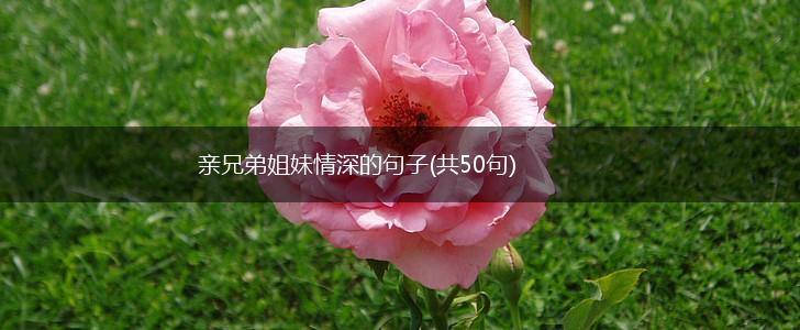 亲兄弟姐妹情深的句子(共50句),第1张