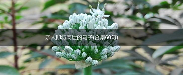 亲人即将离世的句子(合集60句),第1张