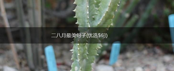 二八月最美句子(优选5句),第1张