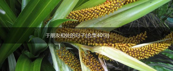 于朋友相处的句子(合集40句),第1张