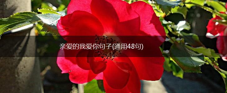 亲爱的我爱你句子(通用48句),第1张