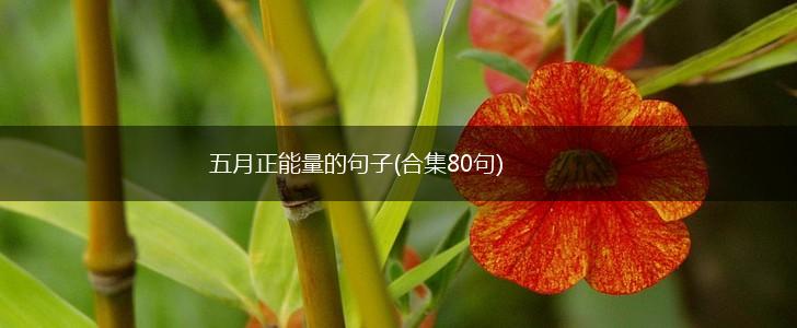 五月正能量的句子(合集80句),第1张