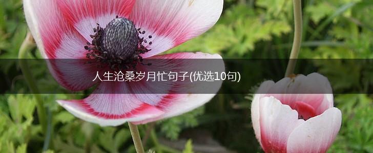 人生沧桑岁月忙句子(优选10句),第1张