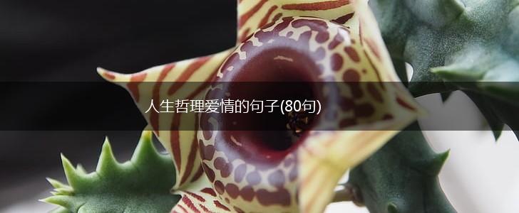 人生哲理爱情的句子(80句),第1张