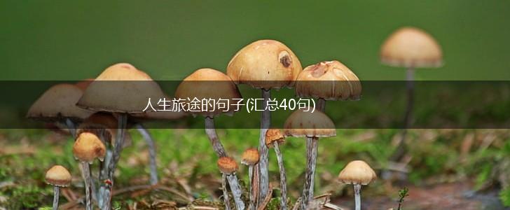 人生旅途的句子(汇总40句),第1张