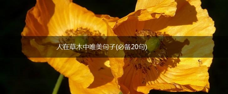 人在草木中唯美句子(必备20句),第1张